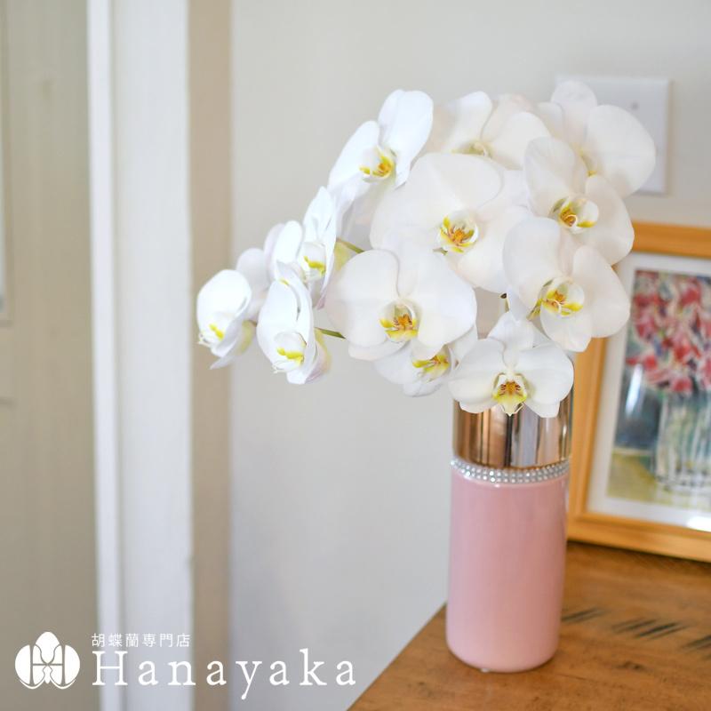 胡蝶蘭 白大輪 花束 切花です 3本 5本束 花色選択可能 生花です ウエディングやご自宅に Hhw 胡蝶蘭専門店はなやか 通販 Yahoo ショッピング