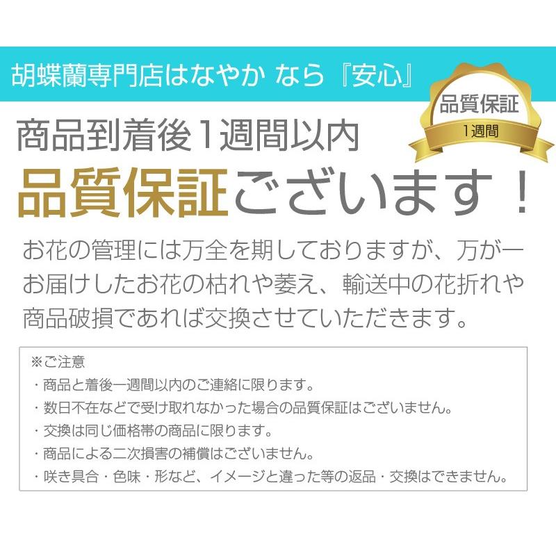 胡蝶蘭 ミディ 2本立ち ラッピング無料、札無料！写真配信ありフラワーギフト お祝い 花 プレゼント 鉢花 開院 開店 開業 祝い 誕生日 お供え　母の日｜hanayaka｜22