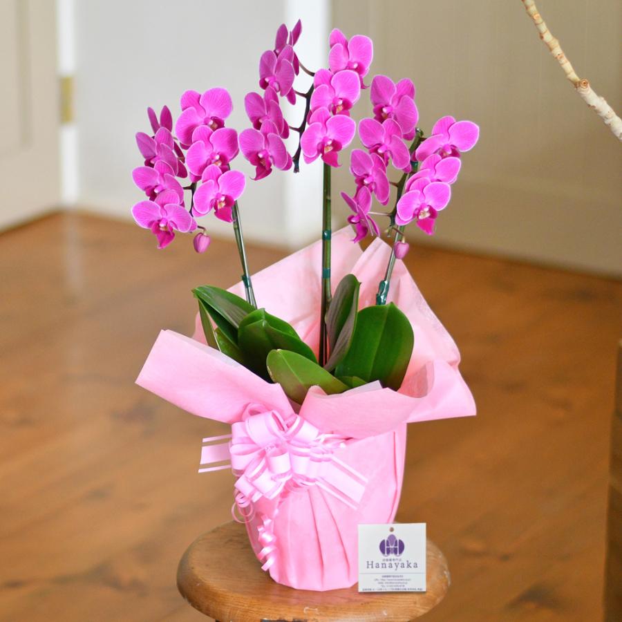 胡蝶蘭 ミディ 3本立ち（※2〜6分咲き）ラッピング、札無料！ 写真配信