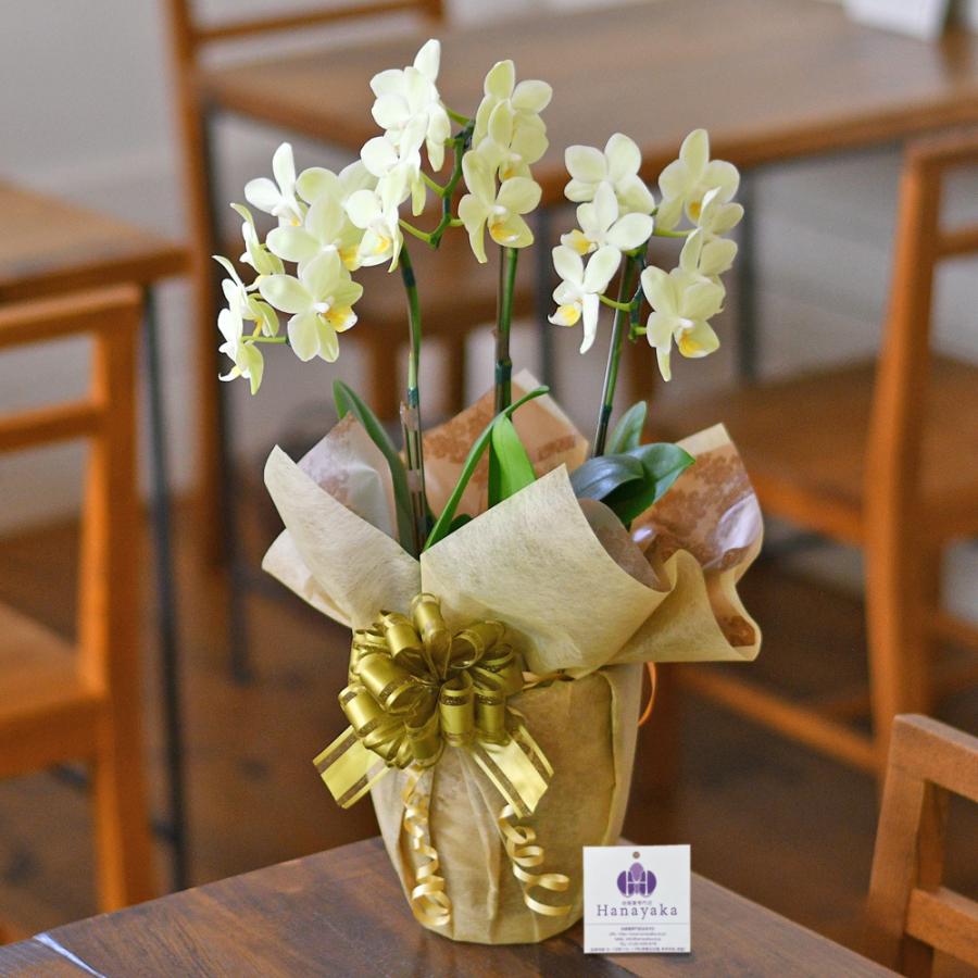 胡蝶蘭 ミディ 3本立ち（※2〜6分咲き）ラッピング、札無料！ 写真配信