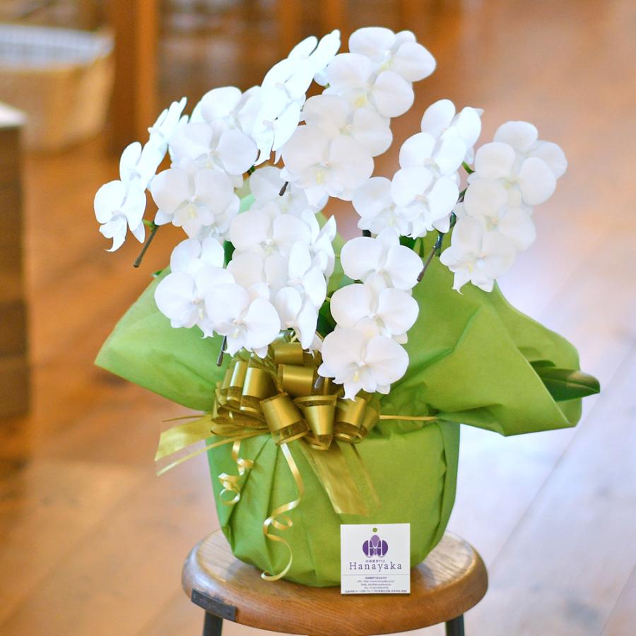 胡蝶蘭 ミディ 5本立ちラッピング、札無料！ 写真配信あり