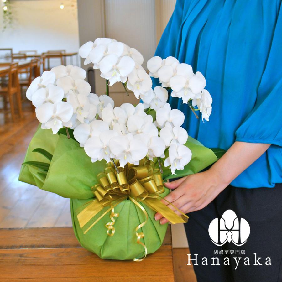 胡蝶蘭 ミディ 5本立ちラッピング、札無料！ 写真配信あり