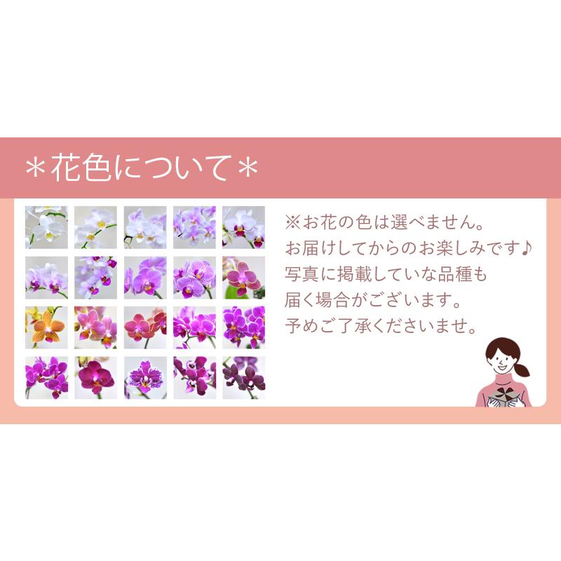 敬老の日 ギフト 胡蝶蘭 ミニ胡蝶蘭 ピコラ 1本立ち 1 Ev 手のひらサイズの可愛い胡蝶蘭 マイクロ胡蝶蘭 プレゼント 贈り物 Hrm1 胡蝶蘭専門店はなやか 通販 Yahoo ショッピング