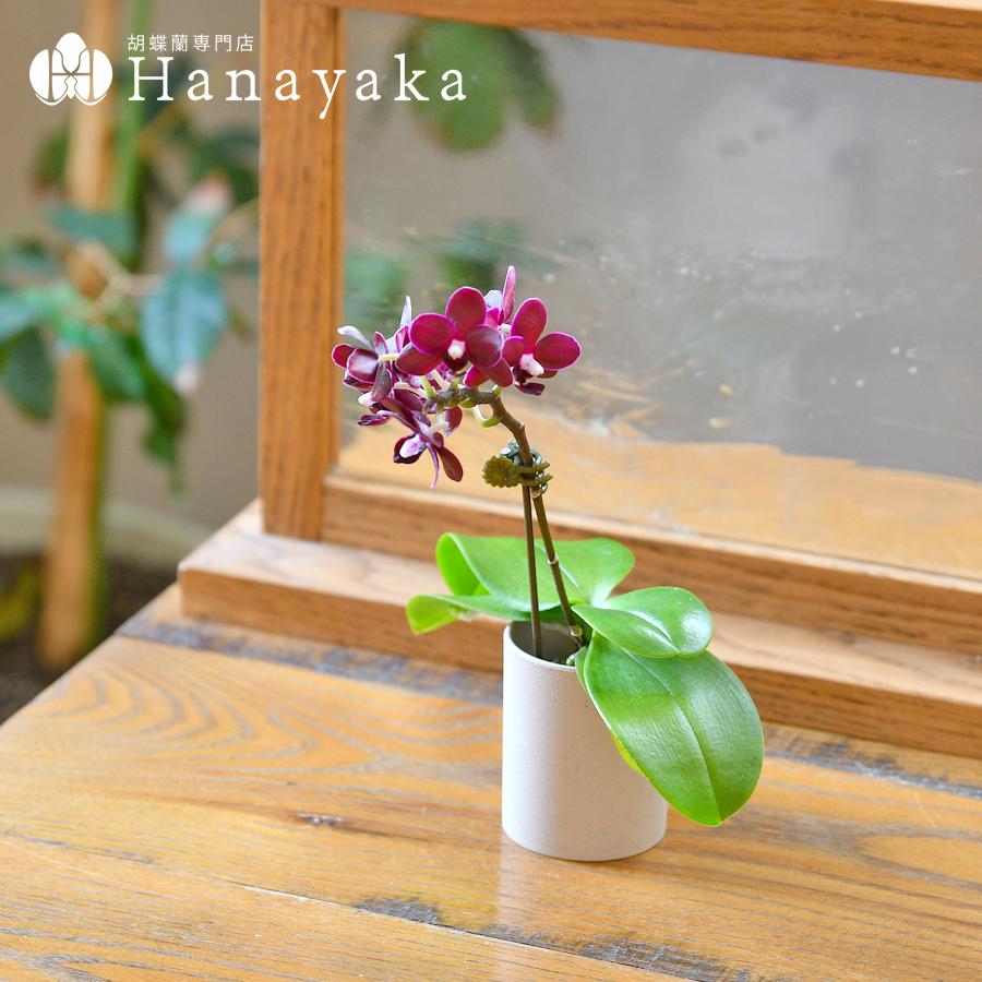 胡蝶蘭 カララS ミニ胡蝶蘭 1本立ち ウッド鉢 ラッピング無し カード