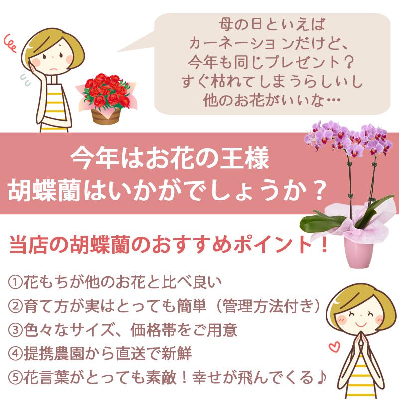 遅れてごめんね母の日 ギフト 胡蝶蘭 ミニ胡蝶蘭 ピコラ 1本立ち スイーツセット 2 Ev 花 お菓子 バウムクーヘン 花とお菓子 ランランマザー Hrm2 胡蝶蘭専門店はなやか 通販 Yahoo ショッピング