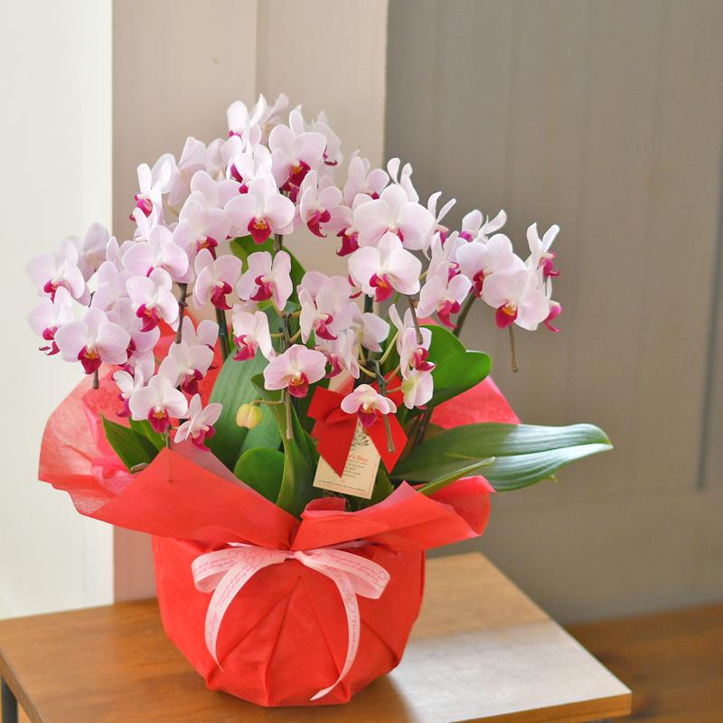 最新人気 セール 遅れてごめんね 母の日 21 プレゼント ギフト 胡蝶蘭 カララ ミニミディ 8本立ち 8 Ev 花 プレゼント ランランマザー 超大特価 Www Technet 21 Org