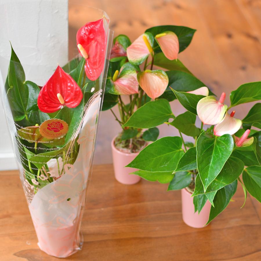 遅れてごめんね 母の日 ギフト アンスリウム 赤 ピンク系お任せ 7 Ev 観葉植物 プレゼント 贈り物 ランランマザー Hrmar 胡蝶蘭専門店はなやか 通販 Yahoo ショッピング