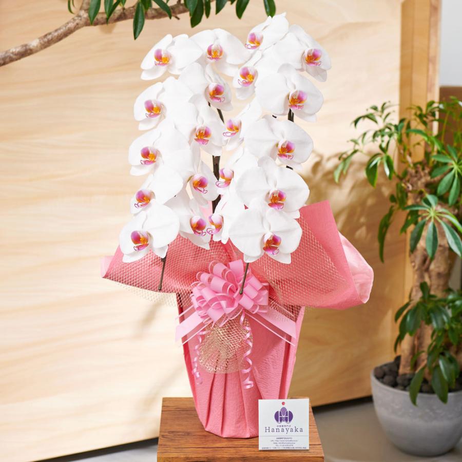 胡蝶蘭 ポイント10倍 蘭の活力剤プレゼント 大輪3本立ち お祝い 豪華