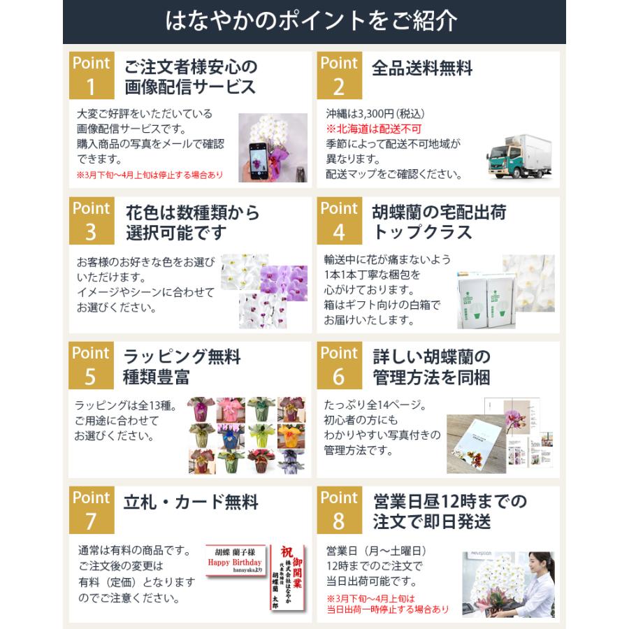 胡蝶蘭 ポイント7倍 蘭の活力剤プレゼント 大輪3本立ち お祝い 豪華ラッピング・花上札無料 写真配信あり 3本24輪 蕾込 2本　爆買_18