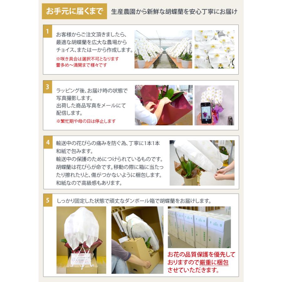 胡蝶蘭 白3本27輪へ輪数UP！ポイント5倍！蘭の活力剤プレゼント 大輪3