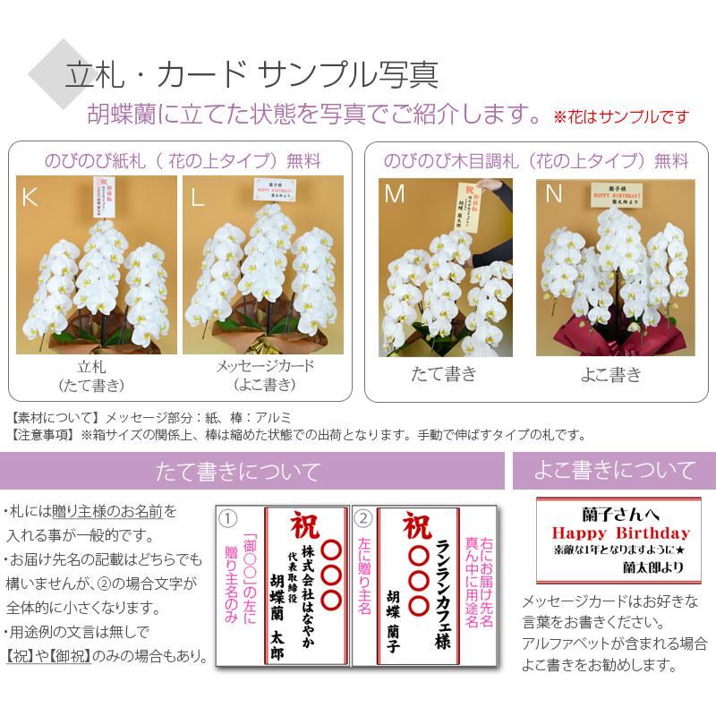 胡蝶蘭 ポイント7倍 蘭の活力剤プレゼント 大輪3本立ち お祝い 豪華