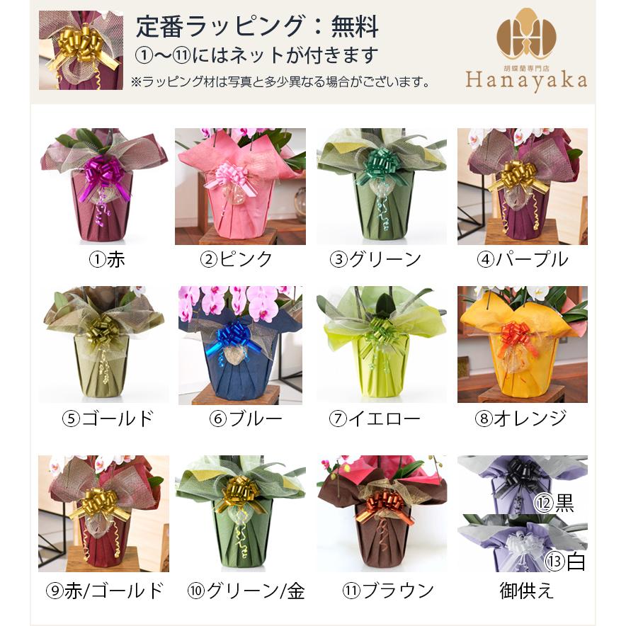 胡蝶蘭 ポイント7倍 蘭の活力剤プレゼント 大輪3本立ち お祝い 豪華