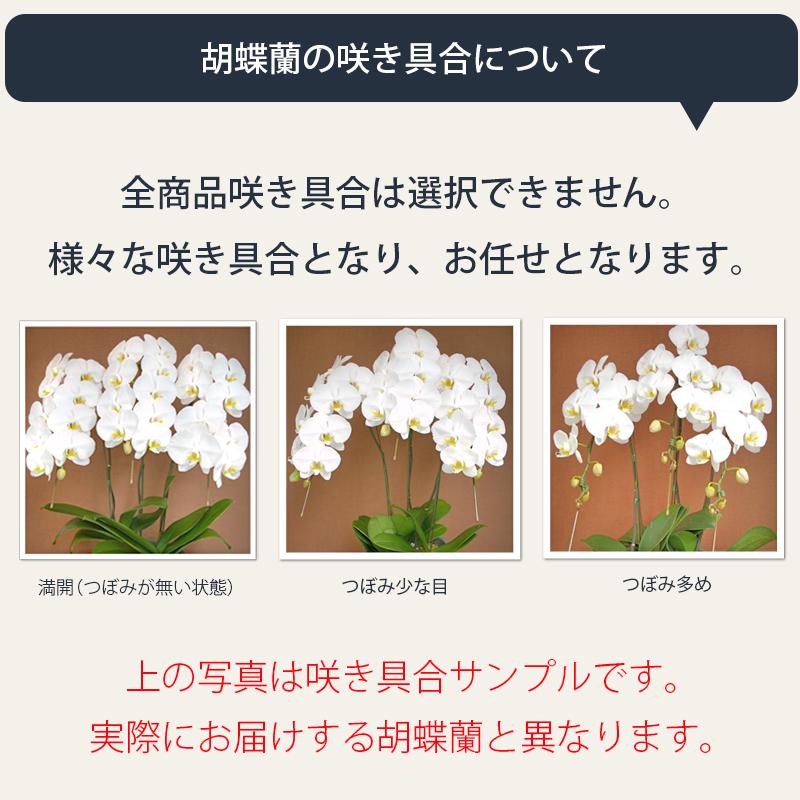 胡蝶蘭 ポイント7倍 蘭の活力剤プレゼント 大輪3本立ち お祝い 豪華