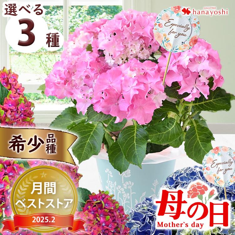 母の日 22 花 プレゼント ギフト 希少品種 あじさい ５号 Inバスケット 母の日限定 アジサイ 紫陽花 鉢植え 鉢花 花鉢 フラワーマーケット花由 通販 Paypayモール