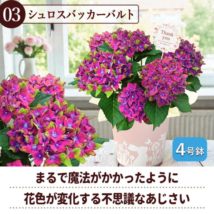 フラワーマーケット花由 まだ間に合う ※一部地域を除く 母の日 花