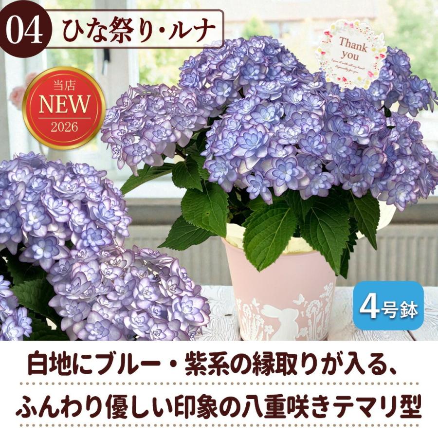 フラワーマーケット花由 まだ間に合う ※一部地域を除く 母の日 花