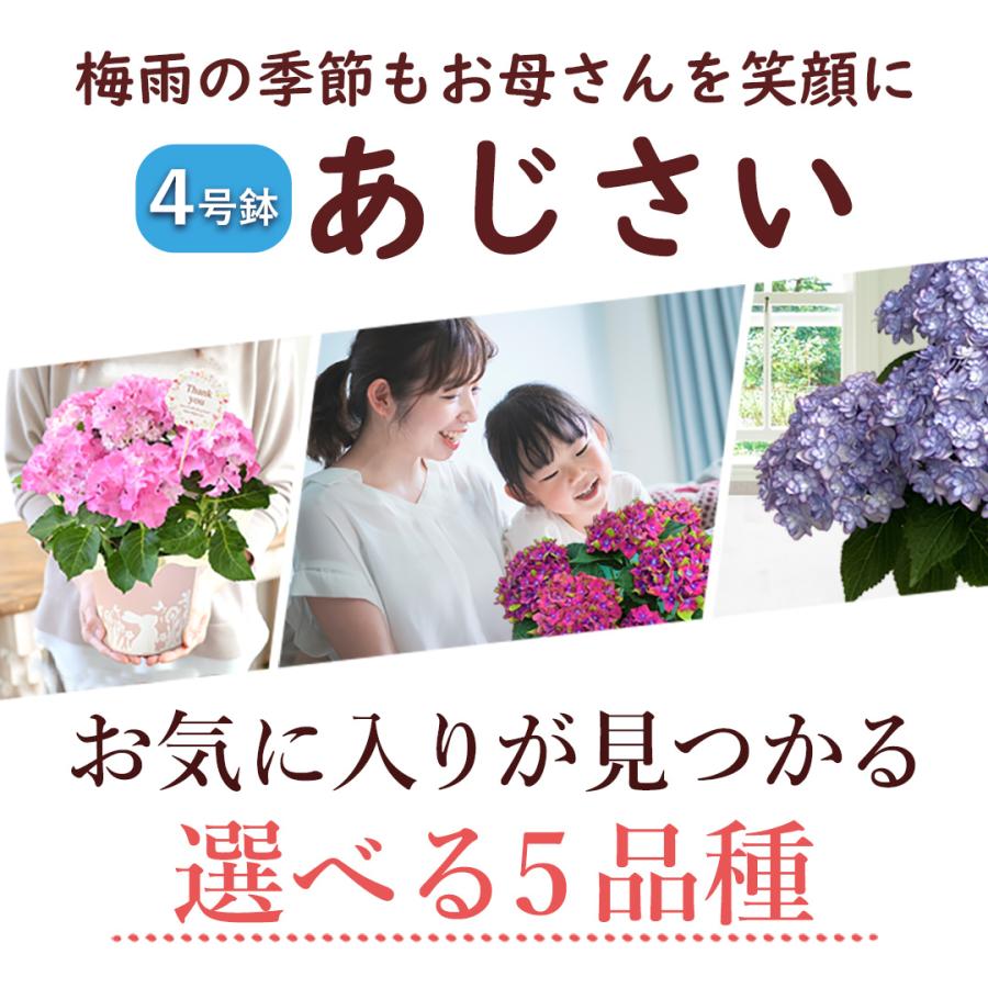 フラワーマーケット花由 まだ間に合う ※一部地域を除く 母の日 花