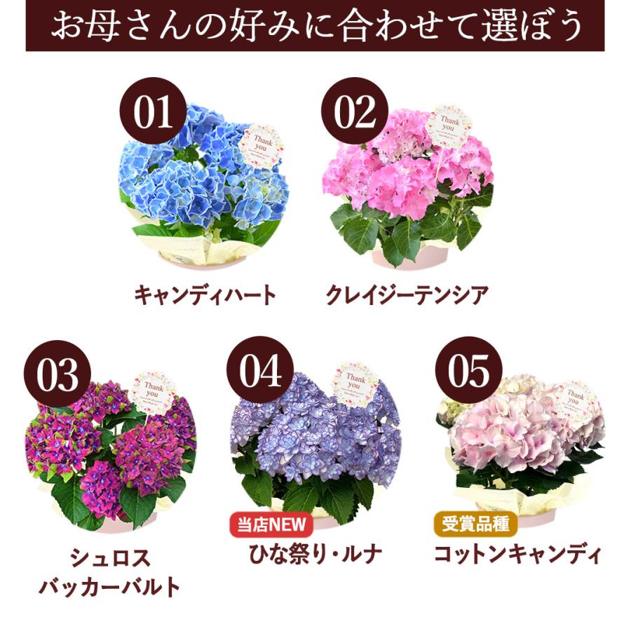 紫陽花　色変幻 紫陽花の色、途中のまま – In Between Hydrangea Color Ah - YouTube