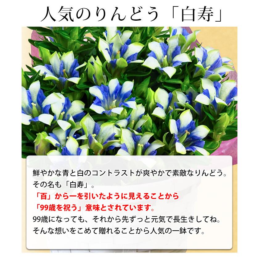 敬老の日 プレゼント 21 花 りんどう 新商品 新型 大きな5号鉢 白寿 鉢植え バスケット付 リンドウ 花鉢 つぼみがちな状態でお届け 長寿 おばあちゃん