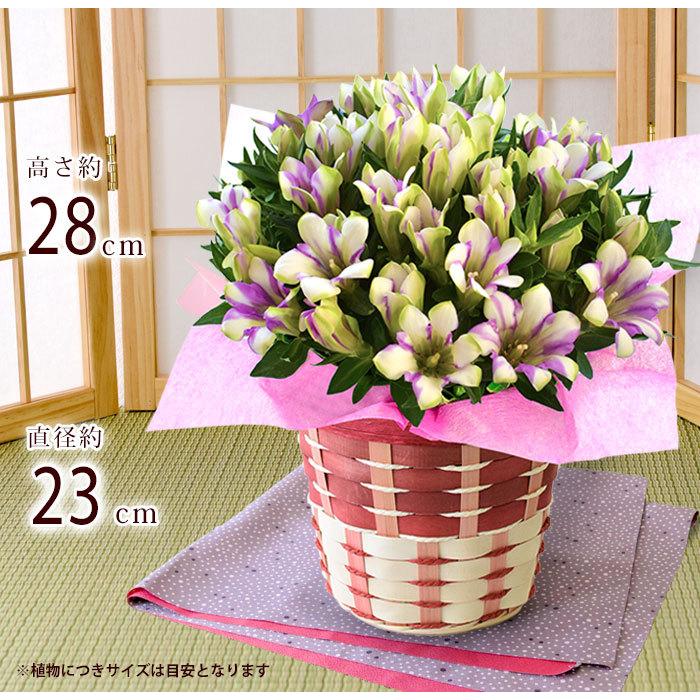 敬老の日 プレゼント 21 花 りんどう 新商品 新型 大きな5号鉢 白寿 鉢植え バスケット付 リンドウ 花鉢 つぼみがちな状態でお届け 長寿 おばあちゃん