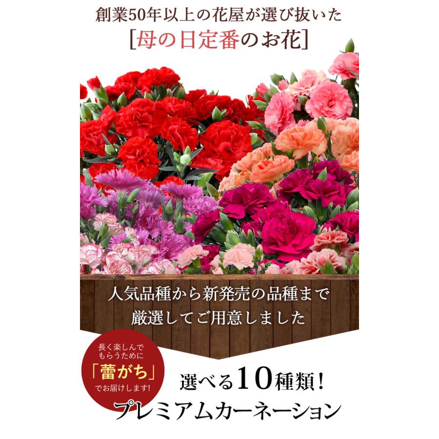 母の日 22 花 プレゼント モリヒロ園芸さんの プレミアム カーネーション 鉢植え 選べる厳選10種類 5号鉢inバスケット 送料無料 5 3 5 8の間にお届け 15mo06 フラワーマーケット花由 通販 Yahoo ショッピング