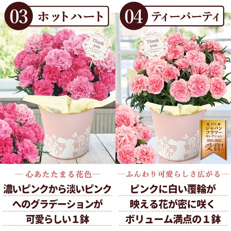遅れてごめんね 母の日 2026 花 花とスイーツ 選べる 32通り カーネーション 鉢花 ギフト プリザーブドフラワー スイートポテト スイーツ セット | フラワーマーケット花由 | 18