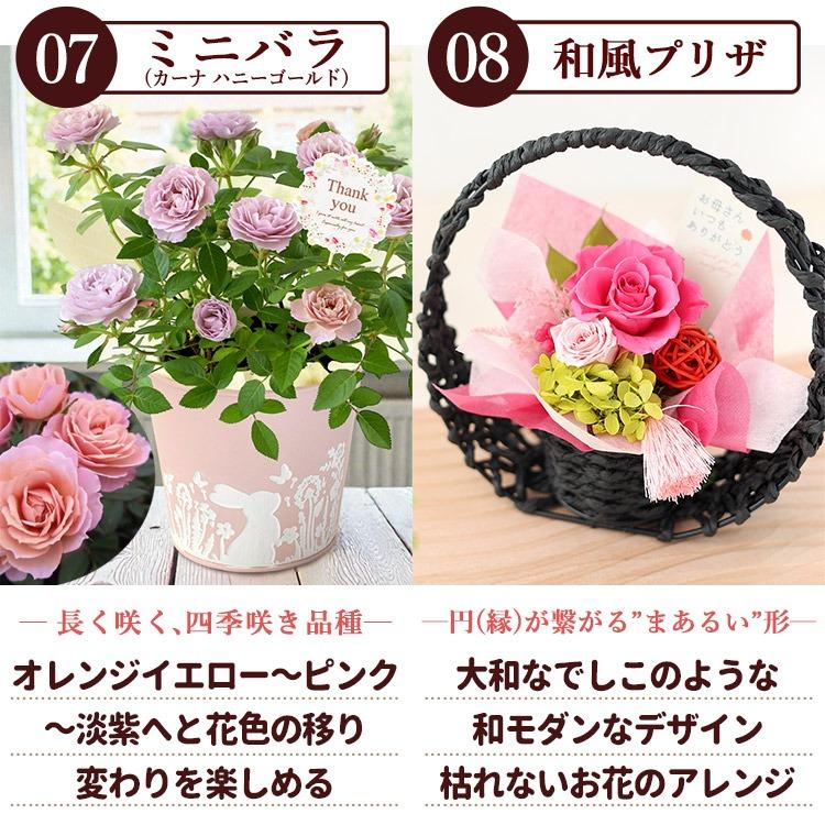 遅れてごめんね 母の日 2026 花 花とスイーツ 選べる 32通り カーネーション 鉢花 ギフト プリザーブドフラワー スイートポテト スイーツ セット | フラワーマーケット花由 | 20