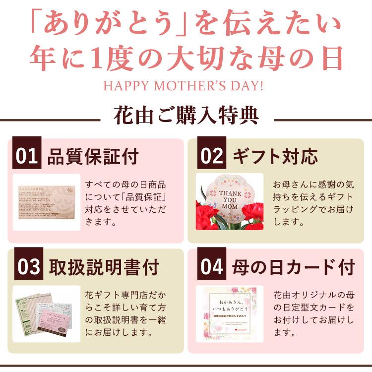 まだ間に合う ※一部地域を除く 母の日 プレゼント 花 スイーツ 2024 母の日ギフト カーネーション 鉢植え 花とスイーツ 花鉢 お菓子 和菓子 選べる39通り｜hanayoshi-y｜19