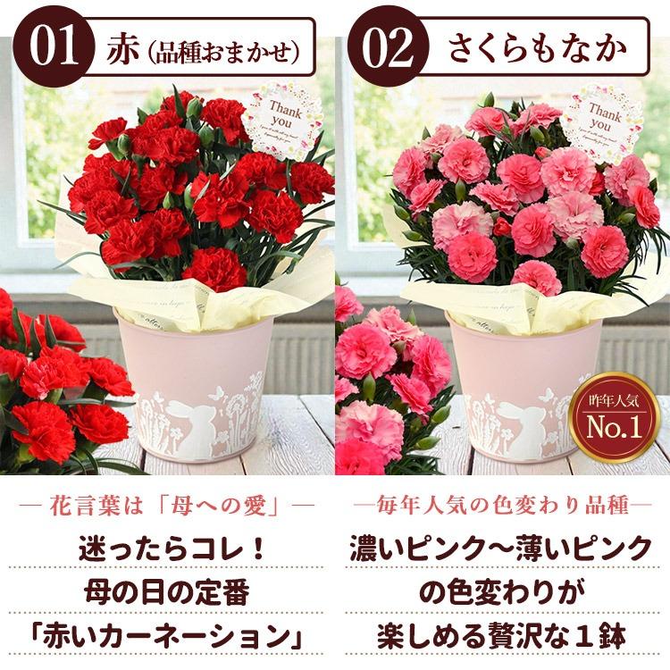 遅れてごめんね 母の日 2026 花 花とスイーツ 選べる 32通り カーネーション 鉢花 ギフト プリザーブドフラワー スイートポテト スイーツ セット | フラワーマーケット花由 | 17