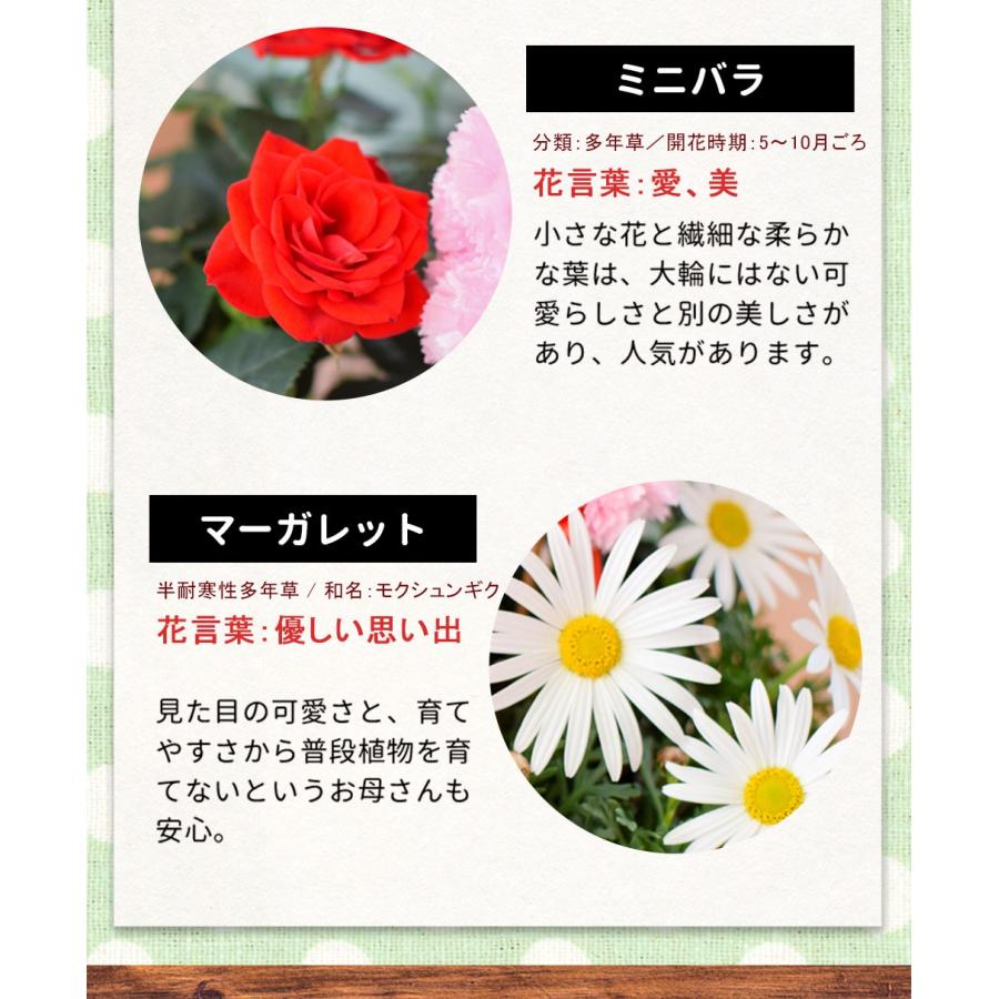 フラワーマーケット花由 まだ間に合う ※一部地域を除く 母の日 花 2026