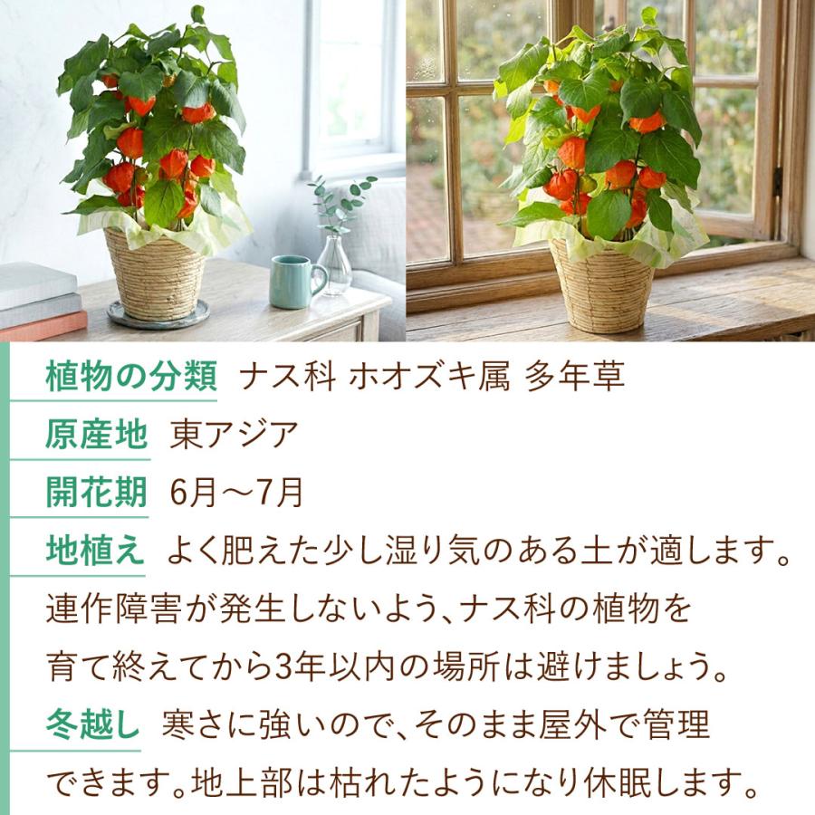 フラワーマーケット花由 夏の代名詞 ほおずき inバスケット ホウズキ
