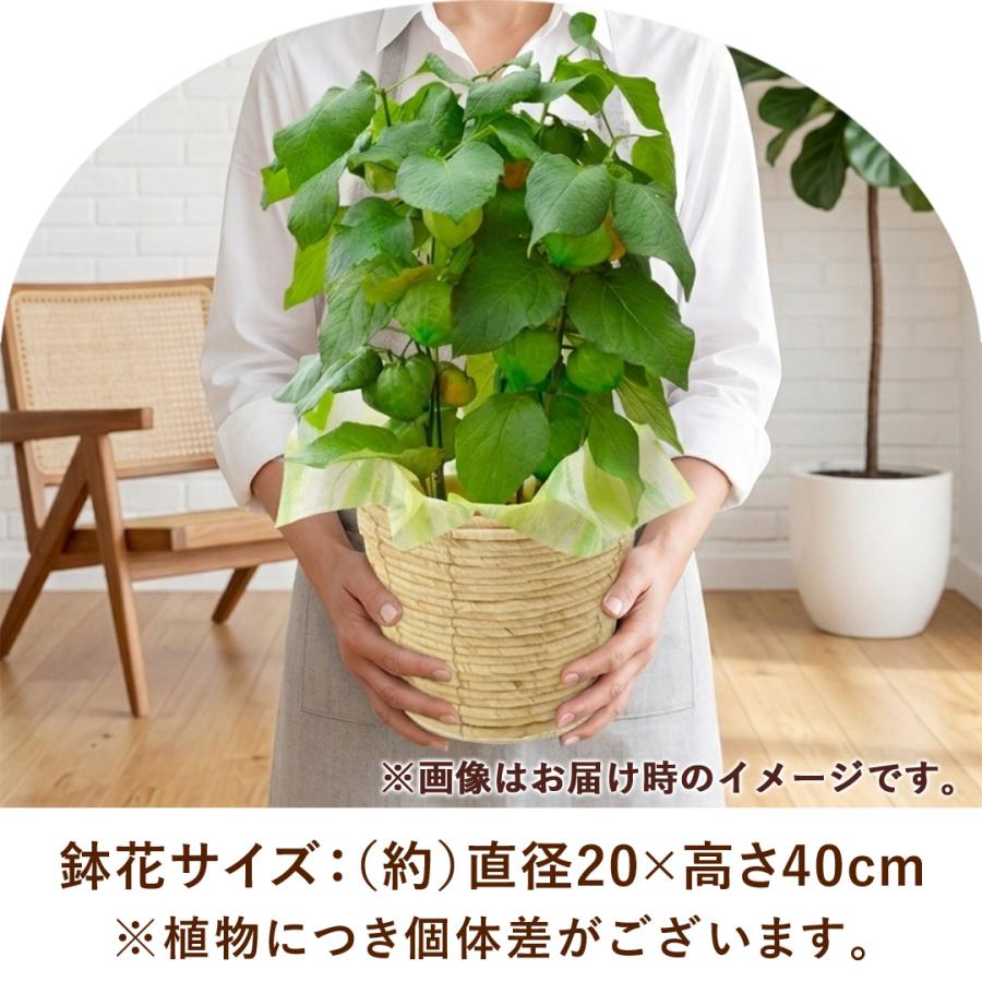 フラワーマーケット花由 夏の代名詞 ほおずき inバスケット ホウズキ
