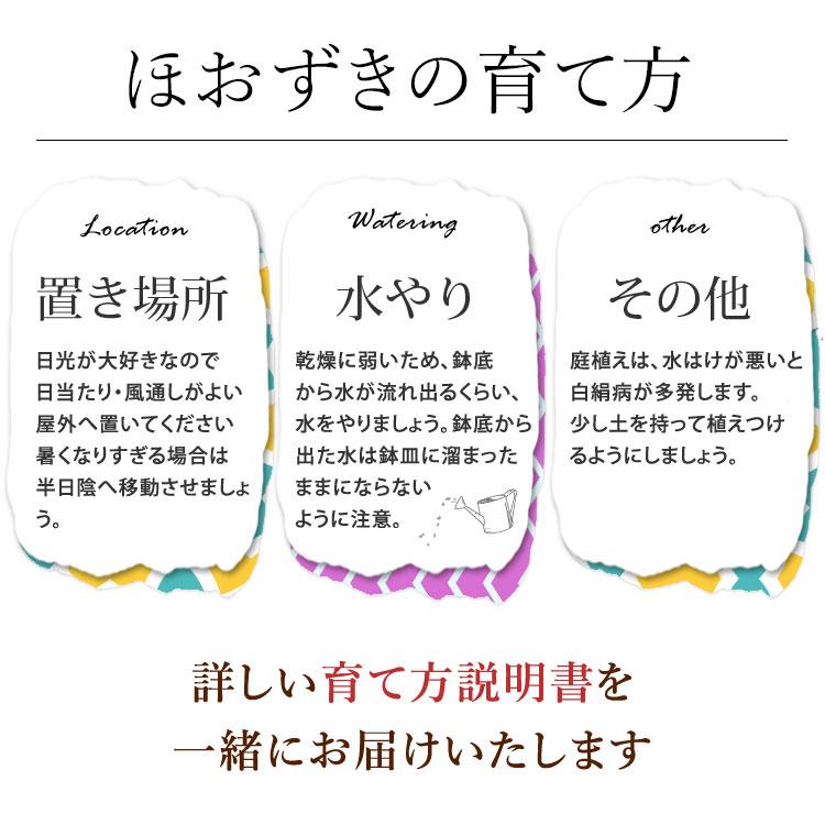 フラワーマーケット花由 夏の代名詞 ほおずき inバスケット ホウズキ