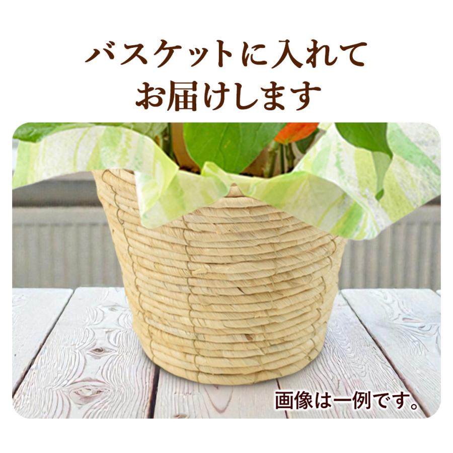 フラワーマーケット花由 夏の代名詞 ほおずき inバスケット ホウズキ