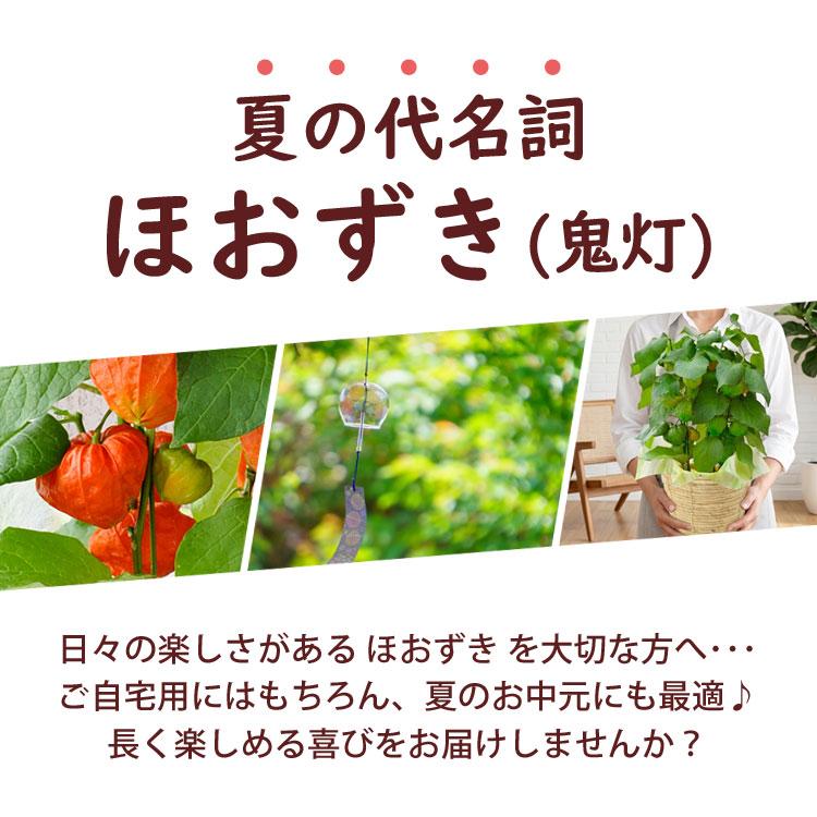 フラワーマーケット花由 夏の代名詞 ほおずき inバスケット ホウズキ