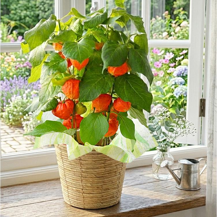 フラワーマーケット花由 夏の代名詞 ほおずき inバスケット ホウズキ