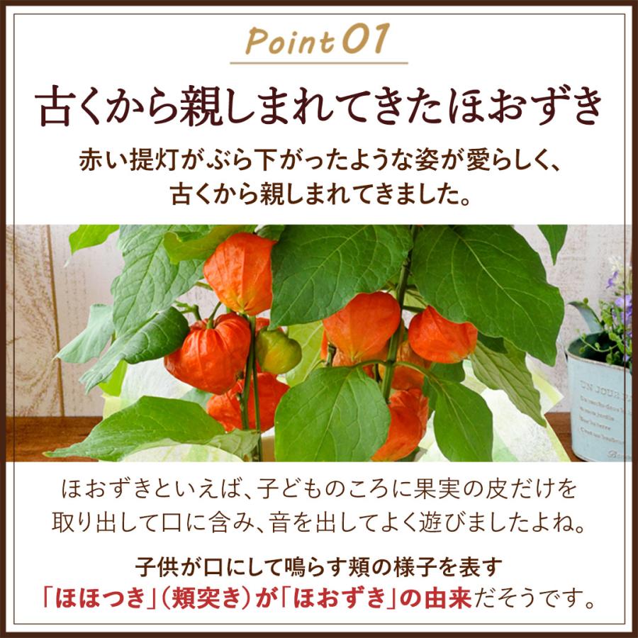 フラワーマーケット花由 夏の代名詞 ほおずき inバスケット ホウズキ