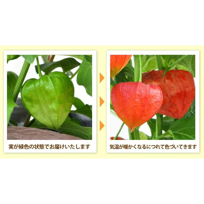 フラワーマーケット花由 夏の代名詞 ほおずき inバスケット ホウズキ