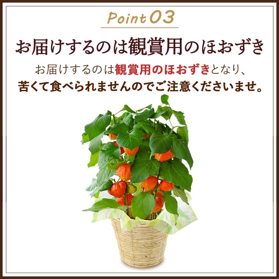 マダムユカ⭐︎ほおずき100個 フラワーマーケット花由 夏の代名詞 ほおずき inバスケット ホウズキ