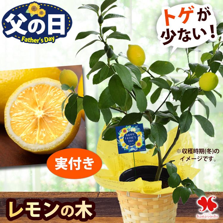 父の日 花 ギフト 2026 鉢植え 果樹 健康果実 レモン 5号鉢 (実付き)  バスケット付 フルーツ 果物 果実 プレゼント 贈り物 植物 ガーデニング 家庭菜園 趣味（Yahoo!・フラワーマーケット花由）