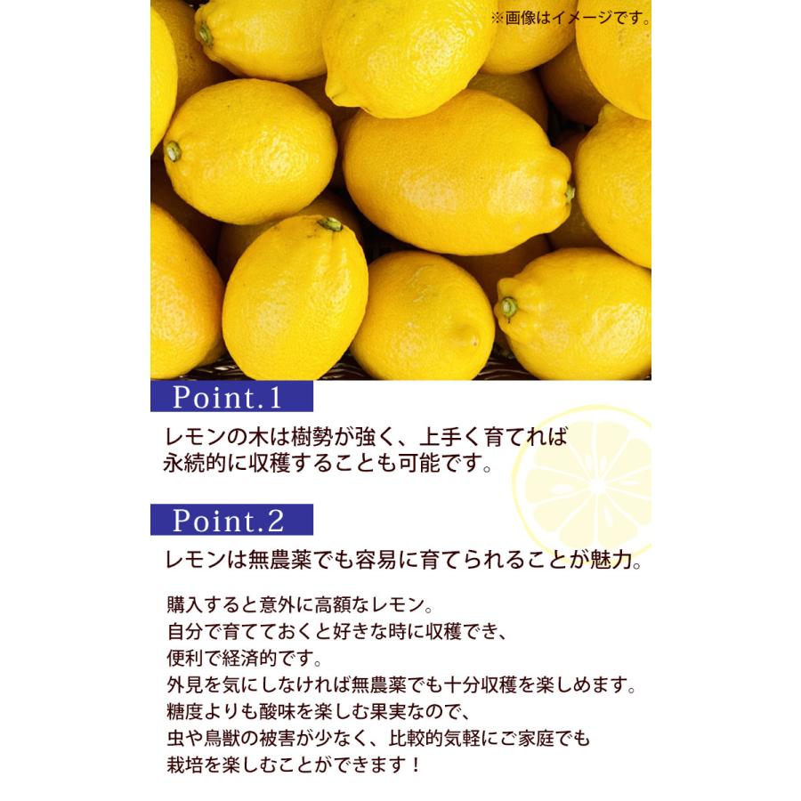 父の日 ギフト 果樹鉢 送料無料 健康果実 レモン 実付き 父の日ギフト 贈り物 5号 父の日プレゼント 即納 鉢植え バスケット付き