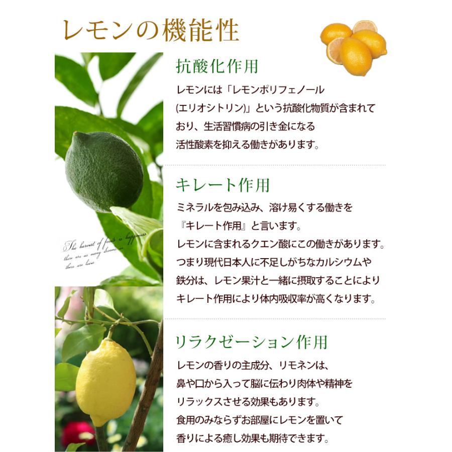 父の日 ギフト 果樹鉢 送料無料 健康果実 レモン 実付き 父の日ギフト 贈り物 5号 父の日プレゼント 即納 鉢植え バスケット付き