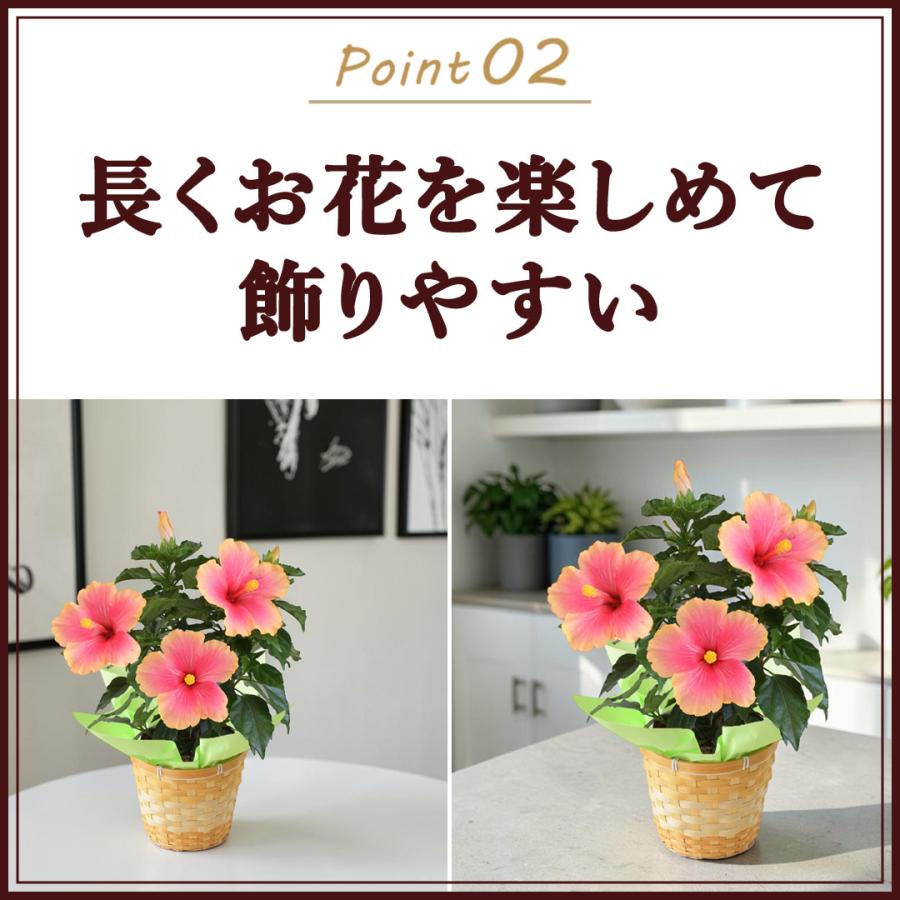 フラワーマーケット花由 遅れてごめんね 父の日 花鉢 花 ギフト 2026