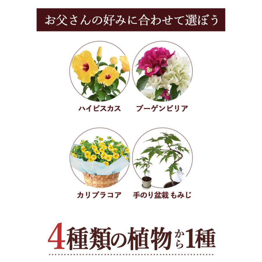 フラワーマーケット花由 遅れてごめんね 父の日 花鉢 花 ギフト 2026