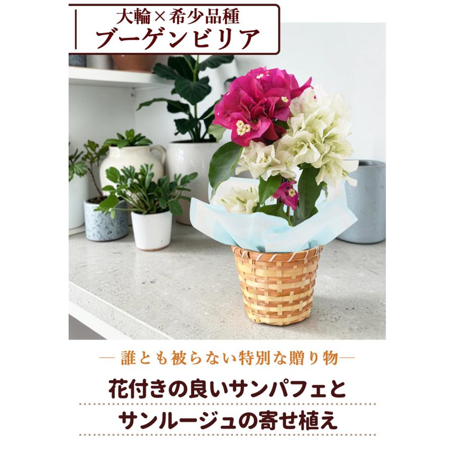 フラワーマーケット花由 父の日 花 ギフト 2026 鉢植え 花鉢 食べ物