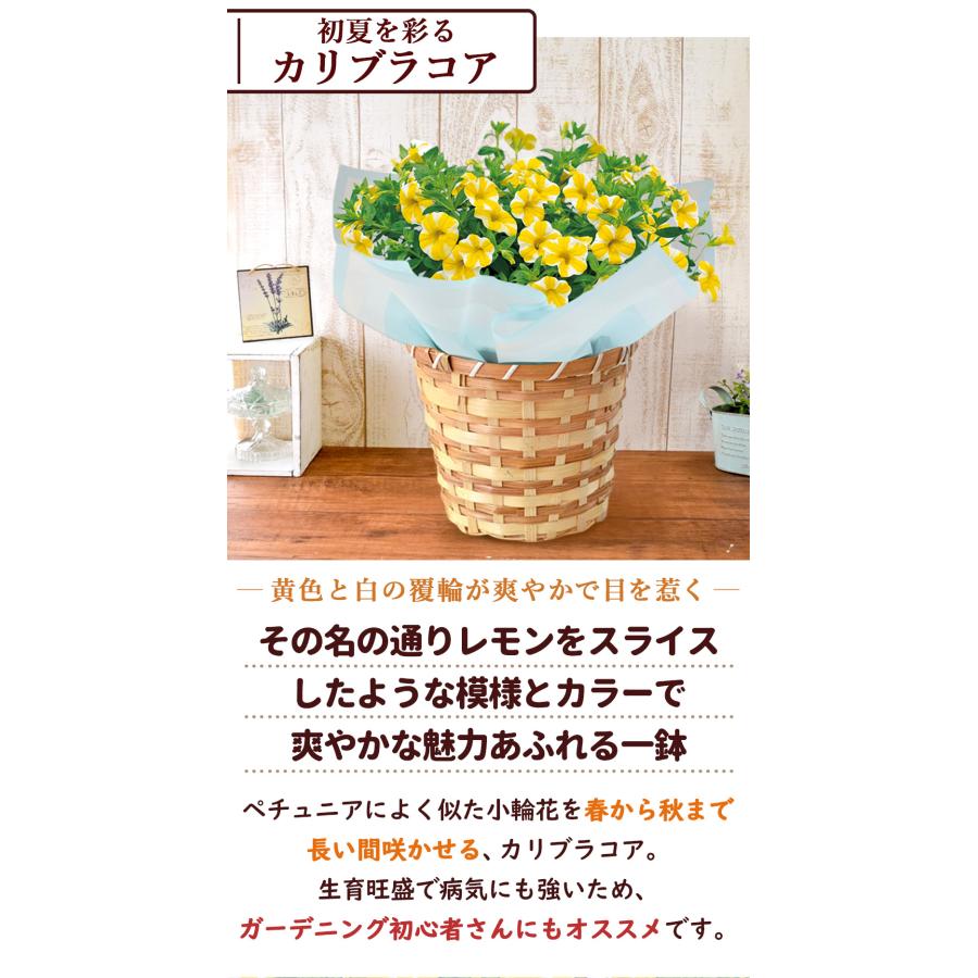 フラワーマーケット花由 父の日 花 ギフト 2026 鉢植え 花鉢 食べ物