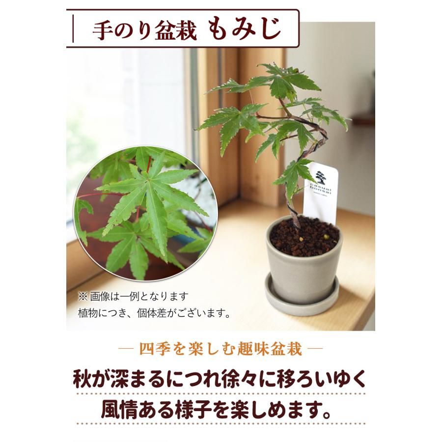 フラワーマーケット花由 父の日 花 ギフト 2026 鉢植え 花鉢 食べ物