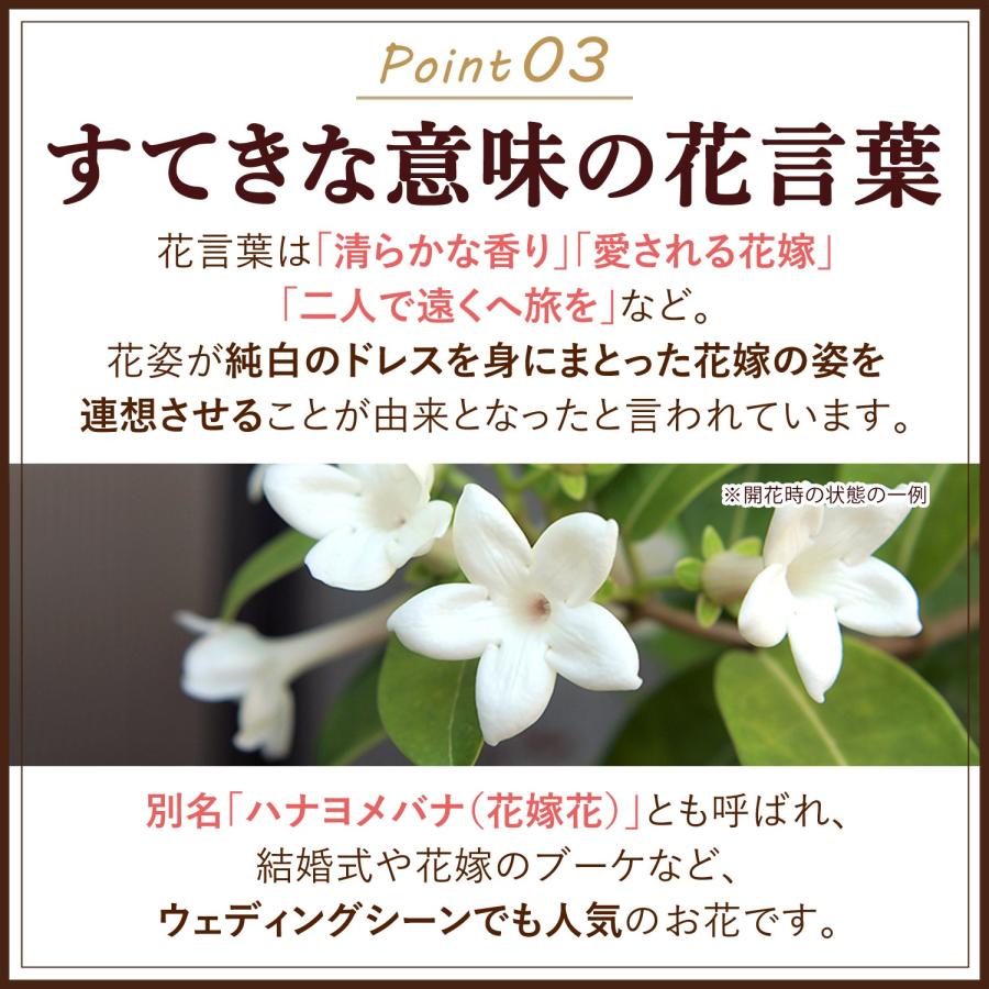 フラワーマーケット花由 父の日 花 2026 ギフト 鉢植え マダガスカル
