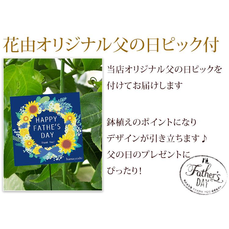 フラワーマーケット花由 まだ間に合う 父の日 花 2026 ギフト 鉢植え