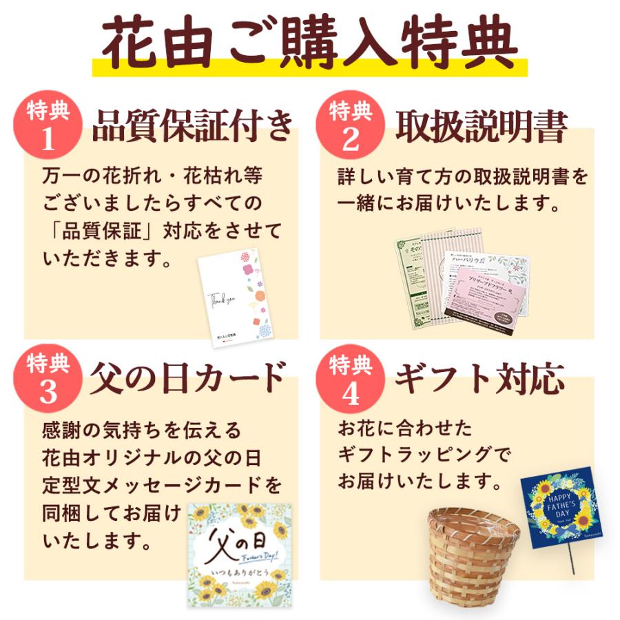 フラワーマーケット花由 父の日 花 2026 ギフト 鉢植え マダガスカル